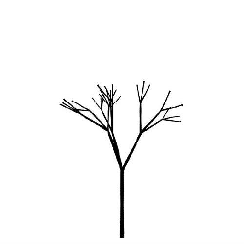 mg动画树木生长：数字艺术与自然之美的融合